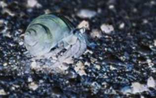 Free download Hermit Crab free photo or picture to be edited with GIMP online image editor
