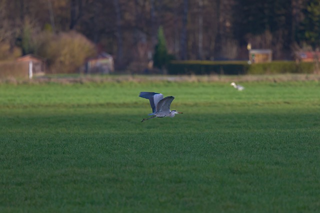 Descargue gratis una imagen gratuita de garza volando sobre hierba verde en invierno para editar con el editor de imágenes en línea gratuito GIMP