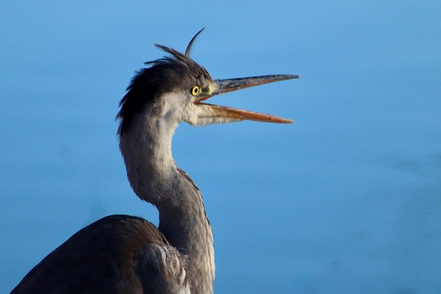 Free download heron grey heron beak plumage free picture to be edited with GIMP free online image editor