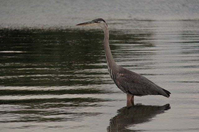 Unduh gratis Heron Lake Ontario - foto atau gambar gratis untuk diedit dengan editor gambar online GIMP