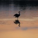 Heron on Lake at Sunset  screen for extension Chrome web store in OffiDocs Chromium