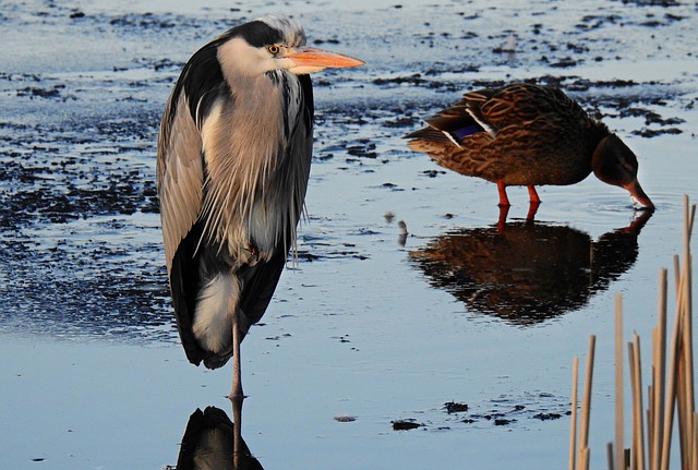 Free download heron wading bird bird predator free picture to be edited with GIMP free online image editor