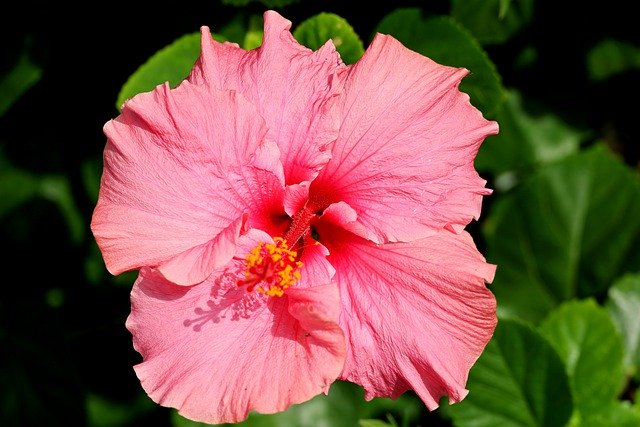 ハイビスカスの花、ピンクの花、植物の無料ダウンロード GIMP で編集できる無料のオンライン画像エディター