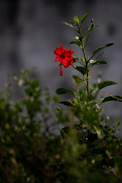 Free download hibiscus flower red plant garden free picture to be edited with GIMP free online image editor