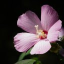 Hibiscus flowers bloom  screen for extension Chrome web store in OffiDocs Chromium