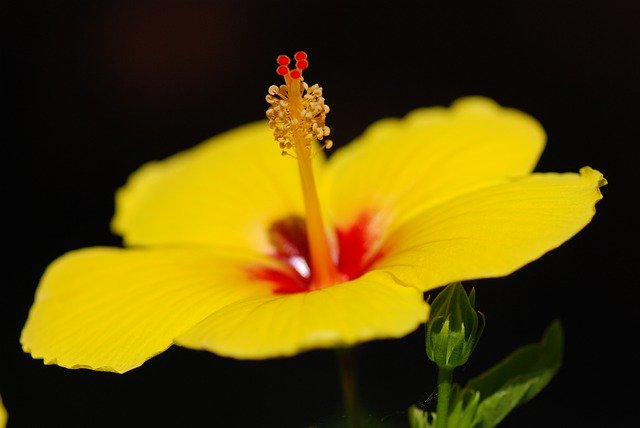 تنزيل Hibiscus Flower Yellow مجانًا - قالب صور مجاني ليتم تحريره باستخدام محرر الصور عبر الإنترنت GIMP