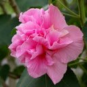 Hibiscus mutabilis wallpapers  screen for extension Chrome web store in OffiDocs Chromium