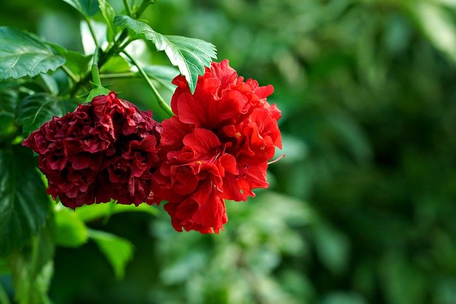 Descarga gratis hibiscus rosa sinensis imagen gratis para editar con GIMP editor de imágenes en línea gratuito