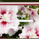 Hibiscus Syriacus  screen for extension Chrome web store in OffiDocs Chromium