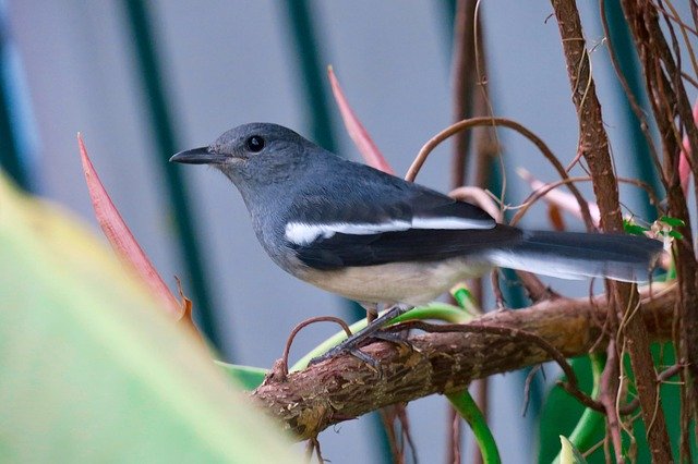 जीआईएमपी मुफ्त ऑनलाइन छवि संपादक के साथ संपादित करने के लिए हाय फिंच पक्षी पंख सामान्य पक्षियों की मुफ्त तस्वीर डाउनलोड करें