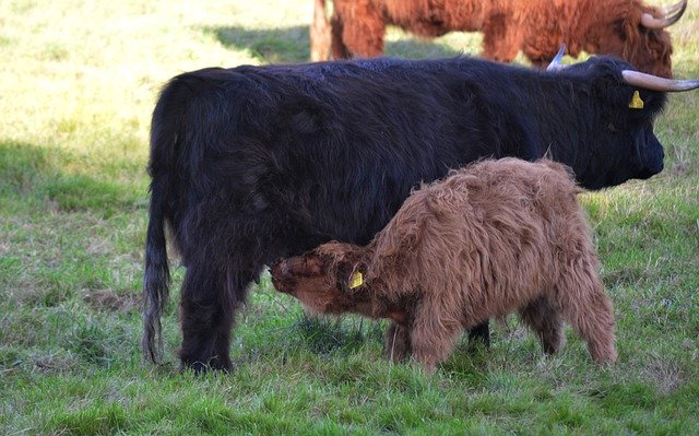 Free download highland cattle calf cows bovine free picture to be edited with GIMP free online image editor