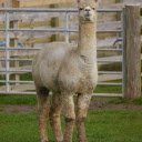 High necked camel  screen for extension Chrome web store in OffiDocs Chromium