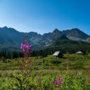 Hills and Fragrant Flowers  screen for extension Chrome web store in OffiDocs Chromium