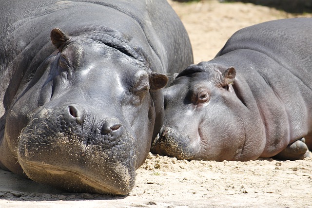 Free download hippo hippopotamus wildlife cute free picture to be edited with GIMP free online image editor
