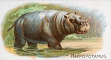 Free download Hippopotamus Hippo (1890) free photo or picture to be edited with GIMP online image editor
