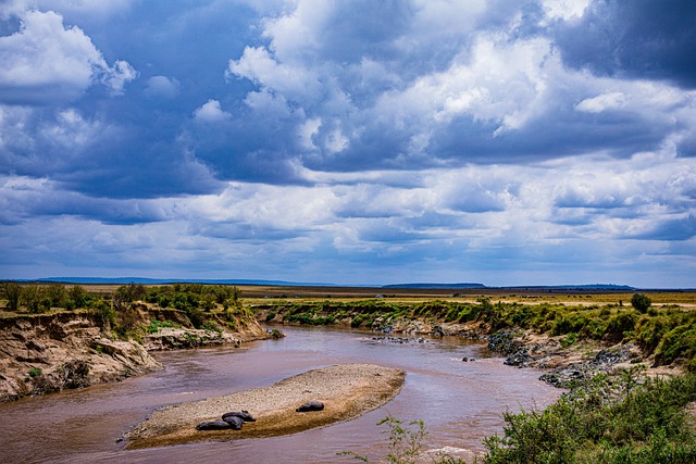 Free download hippopotamus wild animals wilderness free picture to be edited with GIMP free online image editor
