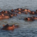 Hippos swimming in the river  screen for extension Chrome web store in OffiDocs Chromium