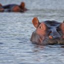Hippo underwater  screen for extension Chrome web store in OffiDocs Chromium