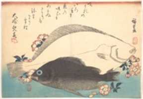 Free download Hirame and Mebaru Fish with Cherry Blossoms, from the series Uozukushi (Every Variety of Fish) free photo or picture to be edited with GIMP online image editor
