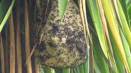 Free download Hive Wasps Insects -  free video to be edited with OpenShot online video editor