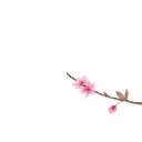 Hoa đào  screen for extension Chrome web store in OffiDocs Chromium