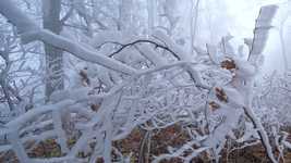 Free download Hoarfrost Fog Wind -  free video to be edited with OpenShot online video editor