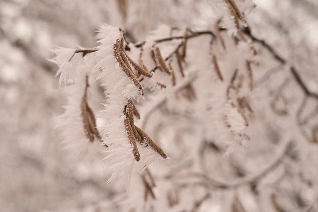 Free download hoarfrost hazelnuts wallpaper free picture to be edited with GIMP free online image editor