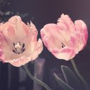Hoa tulip  screen for extension Chrome web store in OffiDocs Chromium