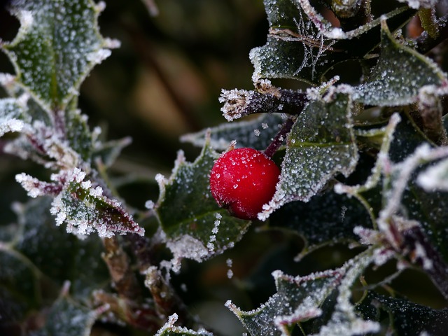 ดาวน์โหลดฟรี holly sleeve winter berries ฟรีรูปภาพที่จะแก้ไขด้วย GIMP โปรแกรมแก้ไขรูปภาพออนไลน์ฟรี