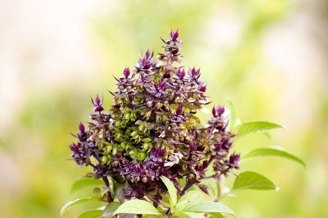 Descarga gratuita Holy Basil Nature Flower - foto o imagen gratuita para editar con el editor de imágenes en línea GIMP