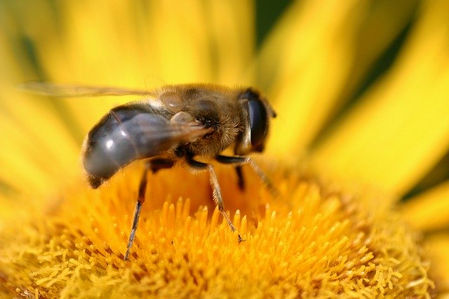 Free download honey bee jo boonstra groningen free picture to be edited with GIMP free online image editor
