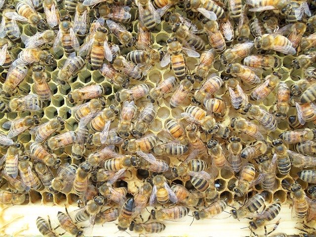 Téléchargement gratuit de Honey Bee Larvae Frame - photo ou image gratuite à éditer avec l'éditeur d'images en ligne GIMP