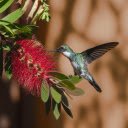 honey sucking bird  screen for extension Chrome web store in OffiDocs Chromium
