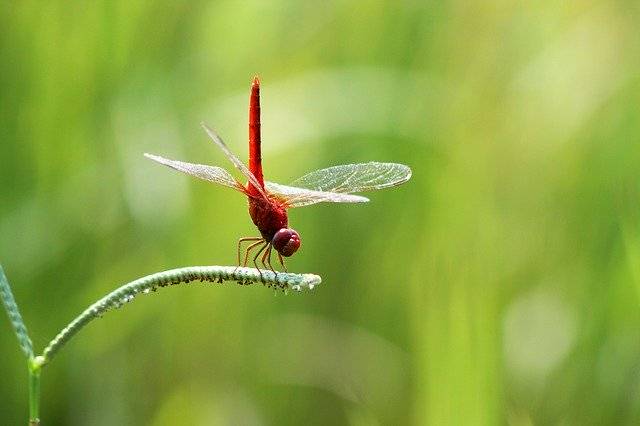 دانلود رایگان Hopper Nature Natural - عکس یا تصویر رایگان برای ویرایش با ویرایشگر تصویر آنلاین GIMP