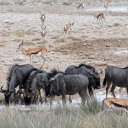 horned animals  screen for extension Chrome web store in OffiDocs Chromium