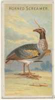 دانلود رایگان Horned Screamer، از سری Birds of the Tropics (N5) برای Allen & Ginter Cigarettes Brands عکس یا عکس رایگان برای ویرایش با ویرایشگر تصویر آنلاین GIMP