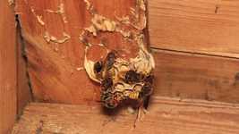 Free download Hornet Queen Insect -  free video to be edited with OpenShot online video editor