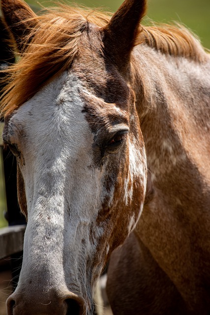 Descarga gratuita Horse Animal Equine: foto o imagen gratuita para editar con el editor de imágenes en línea GIMP
