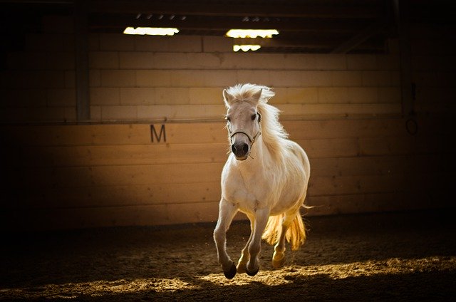 Download grátis cavalo galope cavalo branco imagem grátis para ser editada com o editor de imagens online grátis do GIMP
