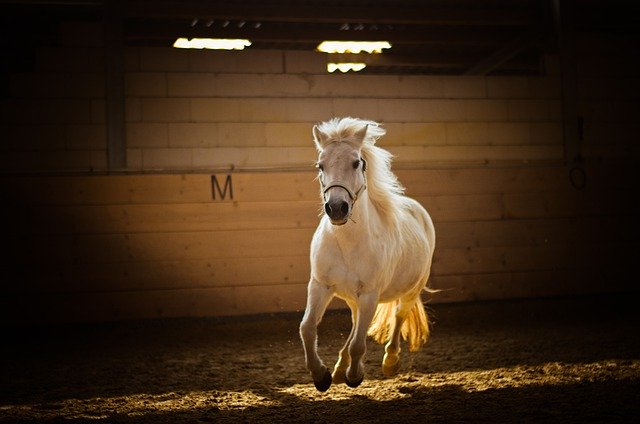 Libreng download horse animal gallop white horse libreng larawan na ie-edit gamit ang GIMP free online image editor