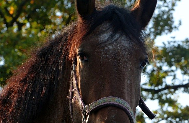 Téléchargement gratuit cheval animal chevaux tête portrait image gratuite à éditer avec l'éditeur d'images en ligne gratuit GIMP