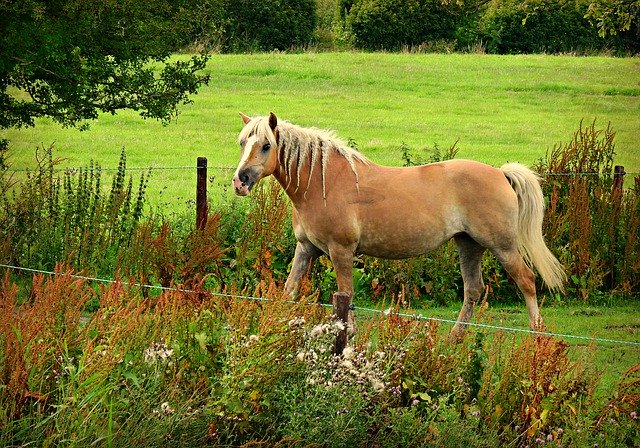 Free download horse animal mammal haflinger mane free picture to be edited with GIMP free online image editor