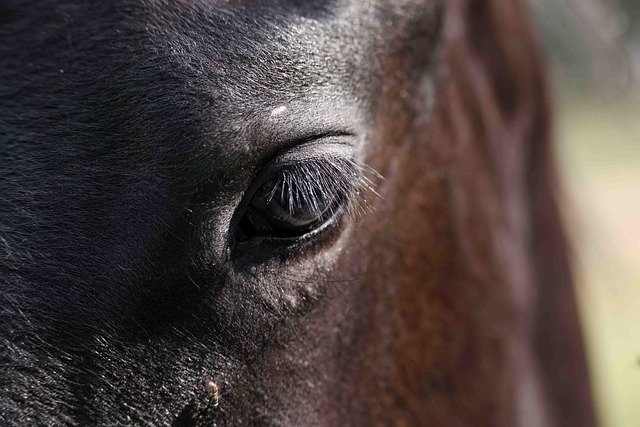 Kostenloser Download Pferd Tier Natur Landwirtschaft kostenloses Bild zur Bearbeitung mit dem kostenlosen Online-Bildeditor GIMP