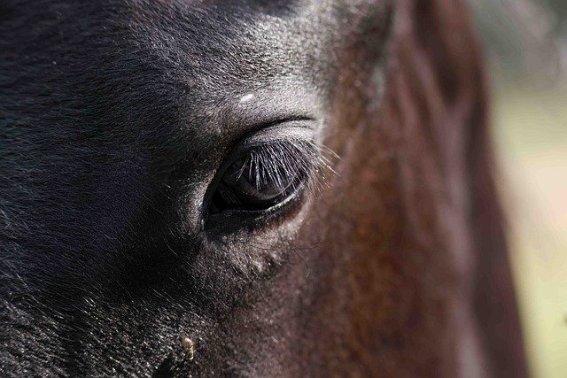Free download horse animal nature agriculture free picture to be edited with GIMP free online image editor