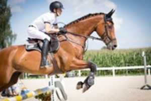 Free download Horseback riding training in San Diego free photo or picture to be edited with GIMP online image editor
