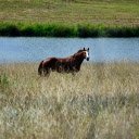 Horse by the river  screen for extension Chrome web store in OffiDocs Chromium