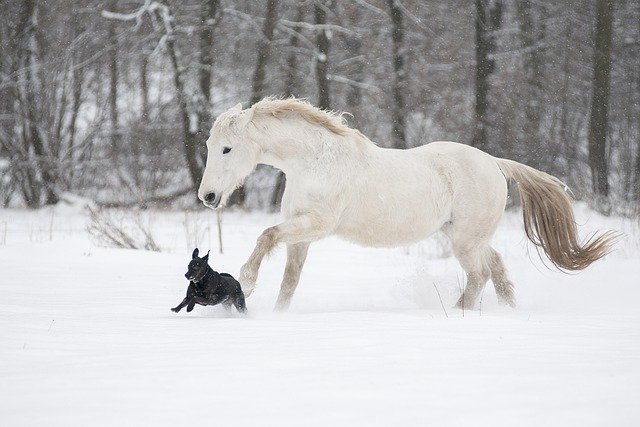 Téléchargement gratuit cheval chien neige hiver lipizzan image gratuite à éditer avec l'éditeur d'images en ligne gratuit GIMP