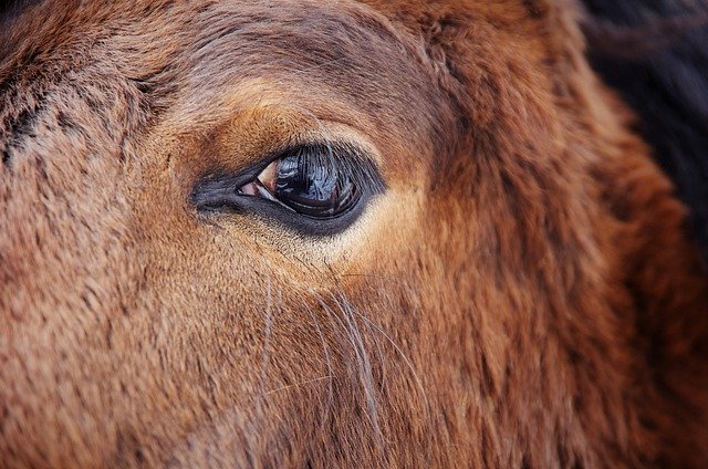 تنزيل صورة مجانية لعيون الحصان والشعر البني للحيوان ليتم تحريرها باستخدام محرر الصور المجاني على الإنترنت من GIMP