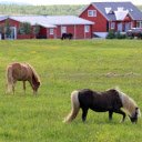 Horse farm  screen for extension Chrome web store in OffiDocs Chromium