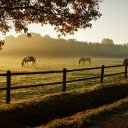 Free download Horse Farm -  free free photo or picture to be edited with GIMP online image editor